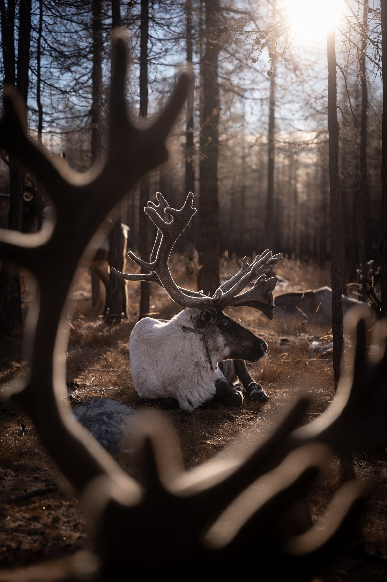 Taiga Nomads