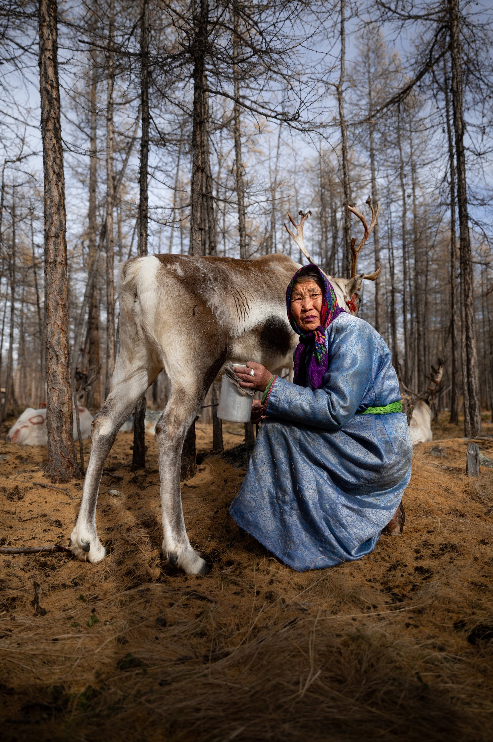 Taiga Nomads