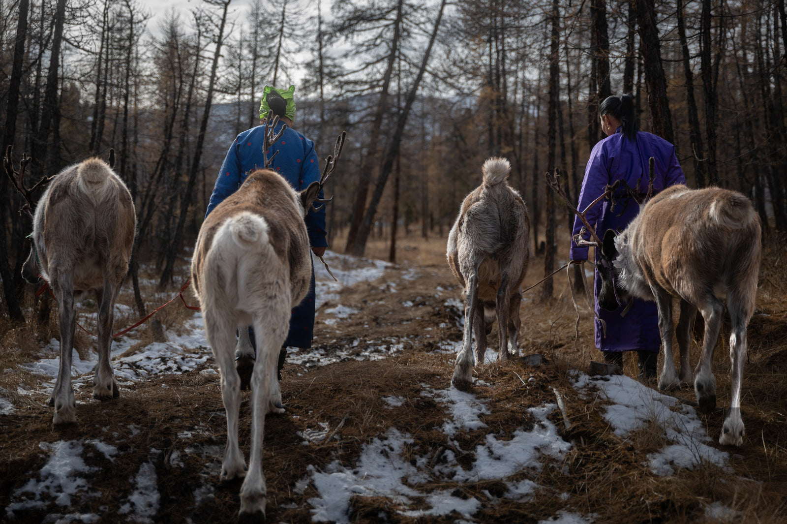 Taiga Nomads