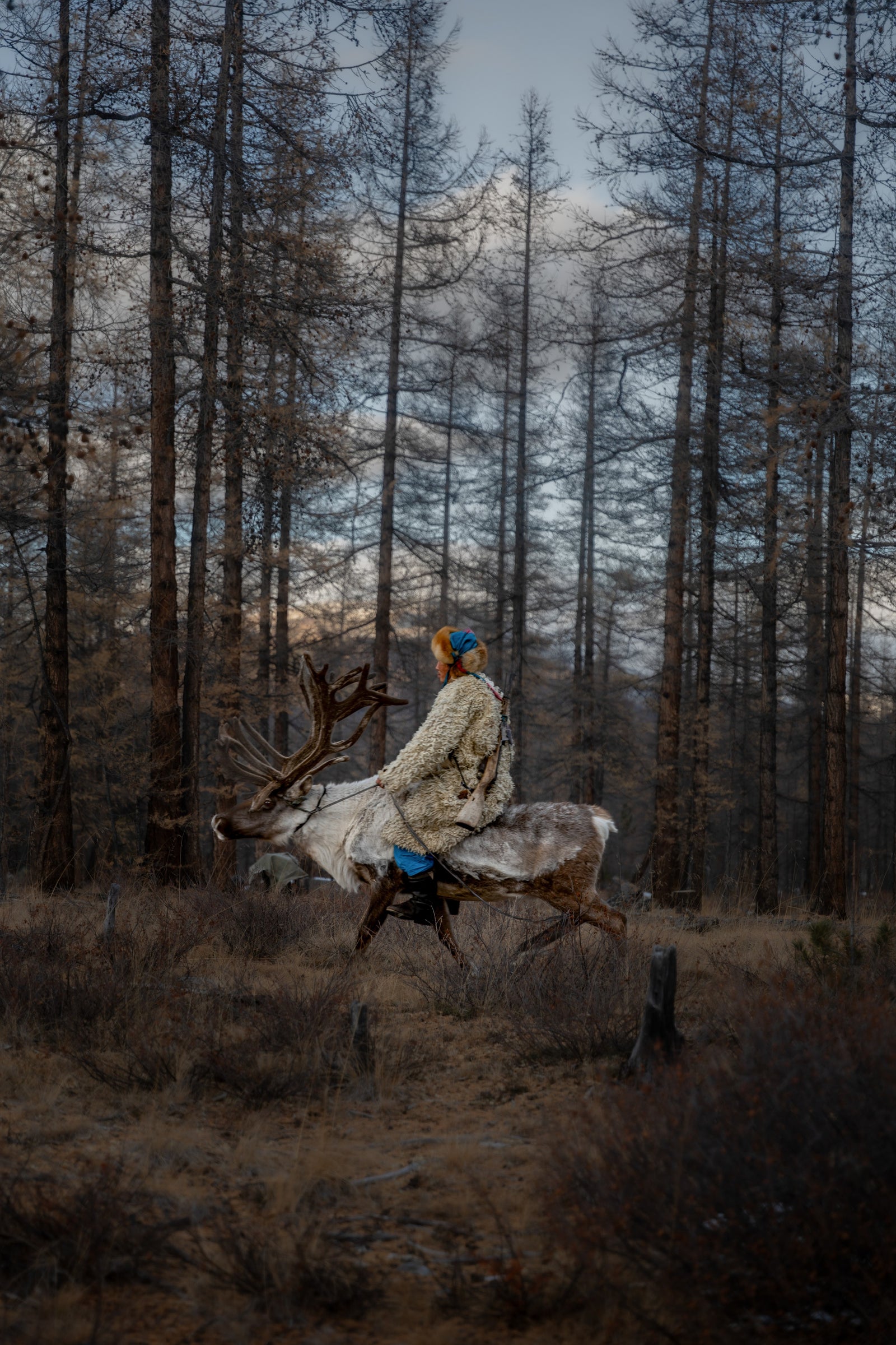 Taiga Nomads